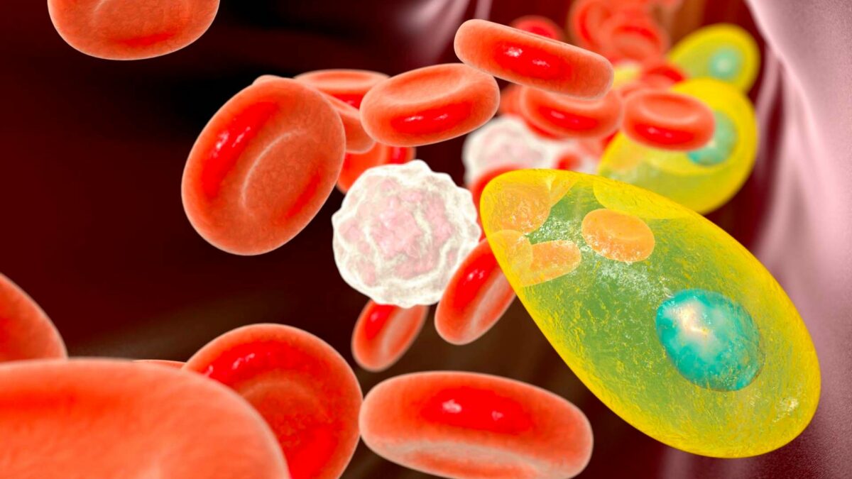 immagine notizia toxoplasmosi
